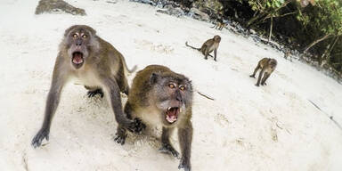Wilde Affen attackieren Touristen am Traumstrand