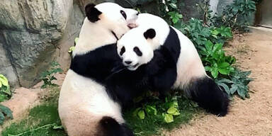Ocean Park Zoo Pandas Ying Ying Le Le 