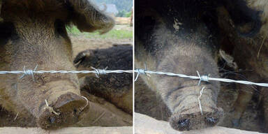 Kärntner Bauer zog Schweinen Draht durch die Nase