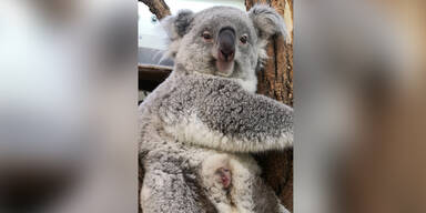 Sensationeller Schnappschuss vom Koala-Baby im Zoo Schönbrunn