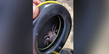 Schock: Riesen-Spinne versteckt sich in Ohrschützer