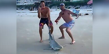 Tierquäler rammen Hai Messer in den Kopf