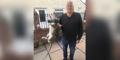 Mann fängt Riesen-Ratte in seinem Garten