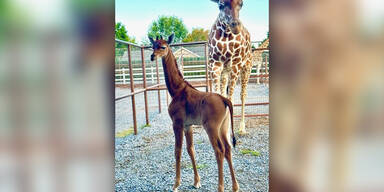 Giraffe in US-Zoo ohne Flecken geboren