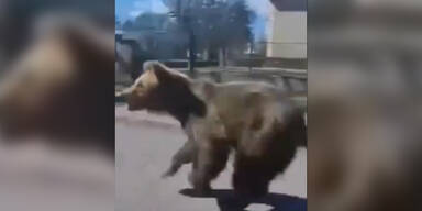 Bär attackiert Passanten in slowakischer Kleinstadt