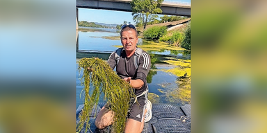 Donau: Neue Schlingpflanze killt den Badespaß