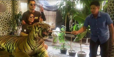Tiger für Fotos mit Touristen gequält
