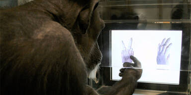 Auch Affen können 'Schere, Stein, Papier' lernen