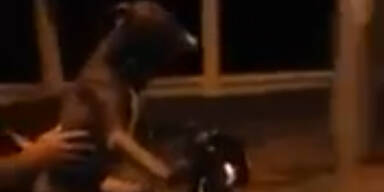 Mann lässt Hund Moped lenken