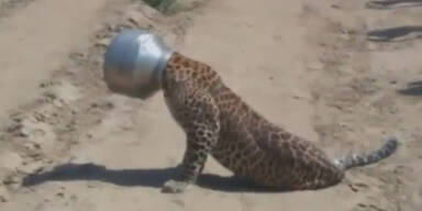 Leopard steckte 12 Stunden in Topf fest