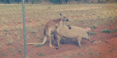 Känguru hat Sex mit Schwein