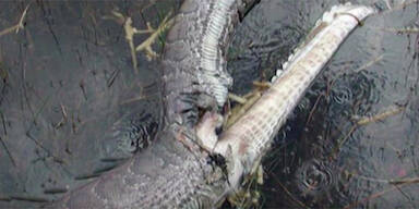 Schlange platzt nach Alligator-Snack
