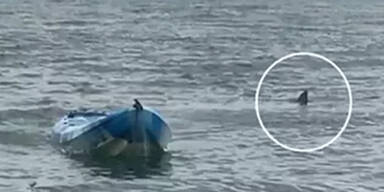 Weißer Hai attackiert Mädchen (15) im Kajak