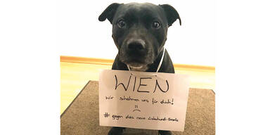 Hundehalter wehren sich: Demo gegen neues Hundegesetz