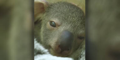 Koala-Baby Tiergarten Schönbrunn