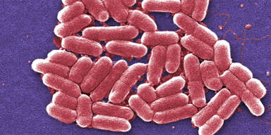 Killer-Bakterien fressen Mann von innen auf