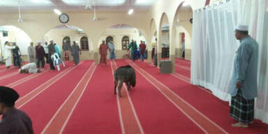 Wildschwein Moschee