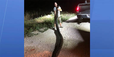 60 Kilo: Rekord-Python in Florida gefangen