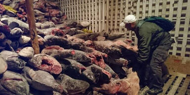 6.000 verstümmelte Haie auf Schiff gefunden