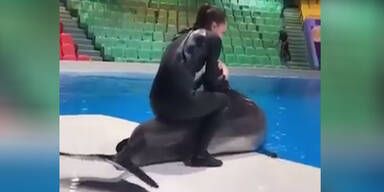 Delfin misshandelt Dubai