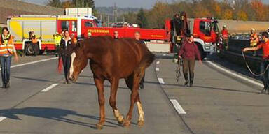 Pferd irrte nach Unfall auf der A2 umher