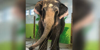 Circus Krone trauert um Elefantendame Mala | Tod mit 55 Jahren