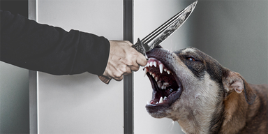 Hund Messer Attacke