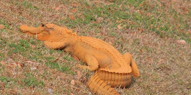 Dieser Alligator ist orange – und keiner weiß warum