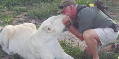 Weiße Löwen zerfleischen ihren Besitzer