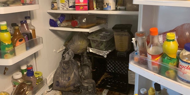 Drei Kinder aus Horror-Haus mit 245 Tieren befreit