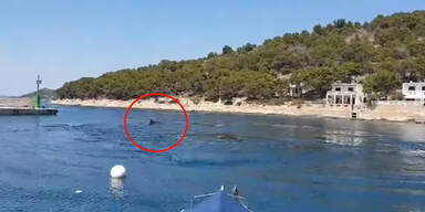 Wieder Wal vor Kroatiens Küste gesichtet