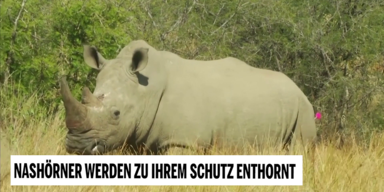 Unsere Tiere - Tierschutz-CH - Nashorn Jagd 1 - Sendung 14062020