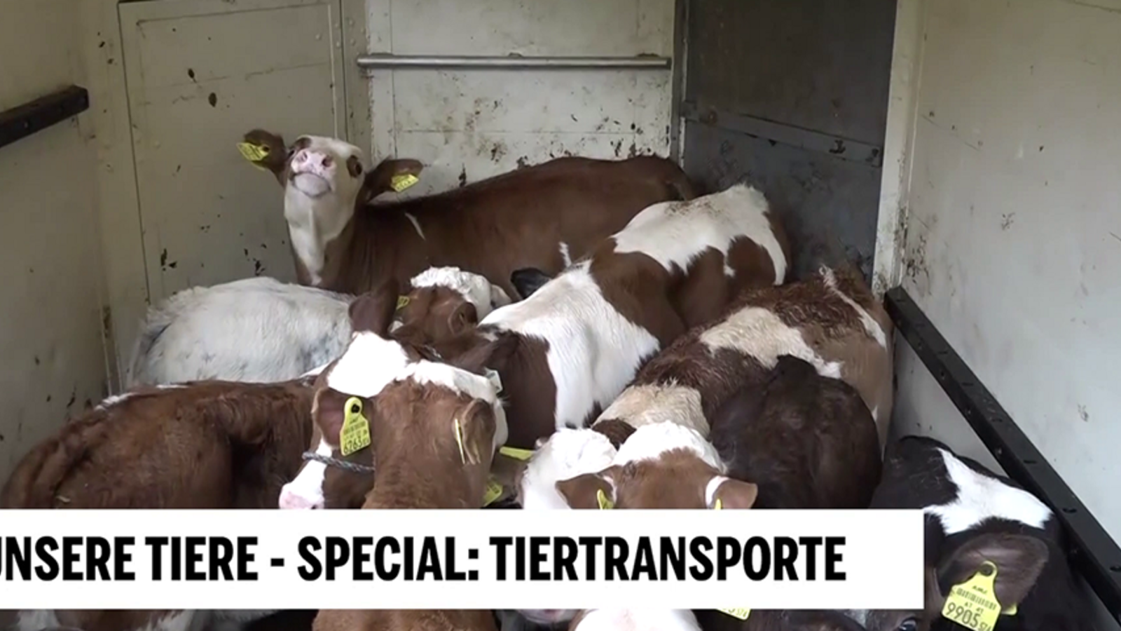 Tiertransporte Sorgen Für Qualen Und Leidenswege Durch Die Welt - Oe24.at