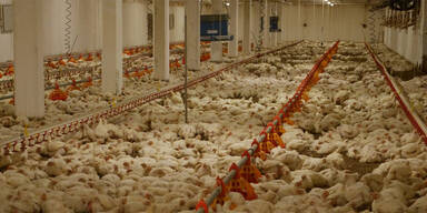 Hühnermast-Skandal! Schwere Vorwürfe gegen Diskonter LIDL