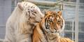 Drei illegal gehaltene Tigerjunge beschlagnahmt