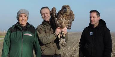 Majestätischer Seeadler nach Bruchlandung wieder in Freiheit