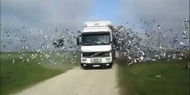 Freilassung von 1000 Tauben auf einmal
