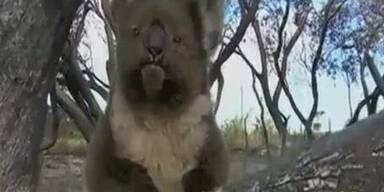 Armer Koala mitten in Buschbränden