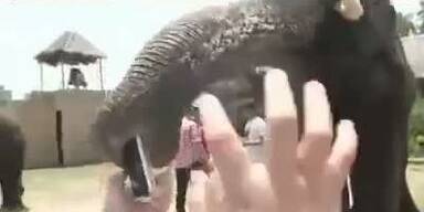 Elefant frisst Touristin iPhone aus der Hand