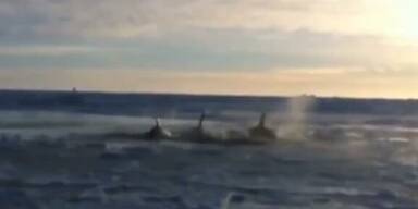 Kanada: Orcas unter Eisdecke gefangen
