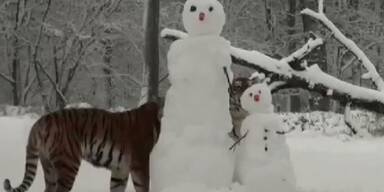 Verspielte Tiger zerstören Schneemänner
