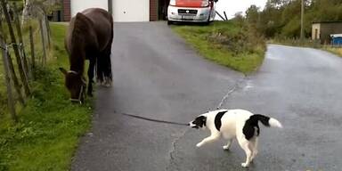 Hund führt Pferd an der Leine spazieren