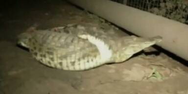 15.000 Krokodile in Südafrika entkommen