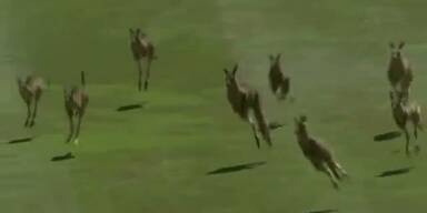 Känguru-Herde stürmt Damen Golfturnier