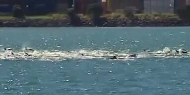 Hunderte Delfine in Hafenbecken versammelt