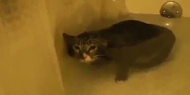 Süß: Katze miaut beim Tauchen in Badewanne