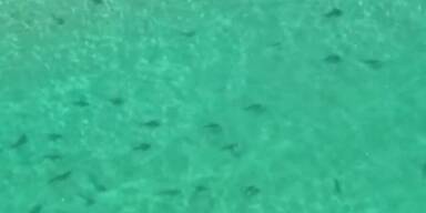Spektakulär: 15.000 Haie vor Floridas Küste