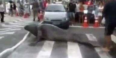 See-Elefant sorgt für Verkehrsstau