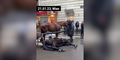 Video zeigt dramatischen Fiaker-Unfall in Wien.png