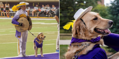 Dieser Golden Retriever ist der Star einer Blaskapelle